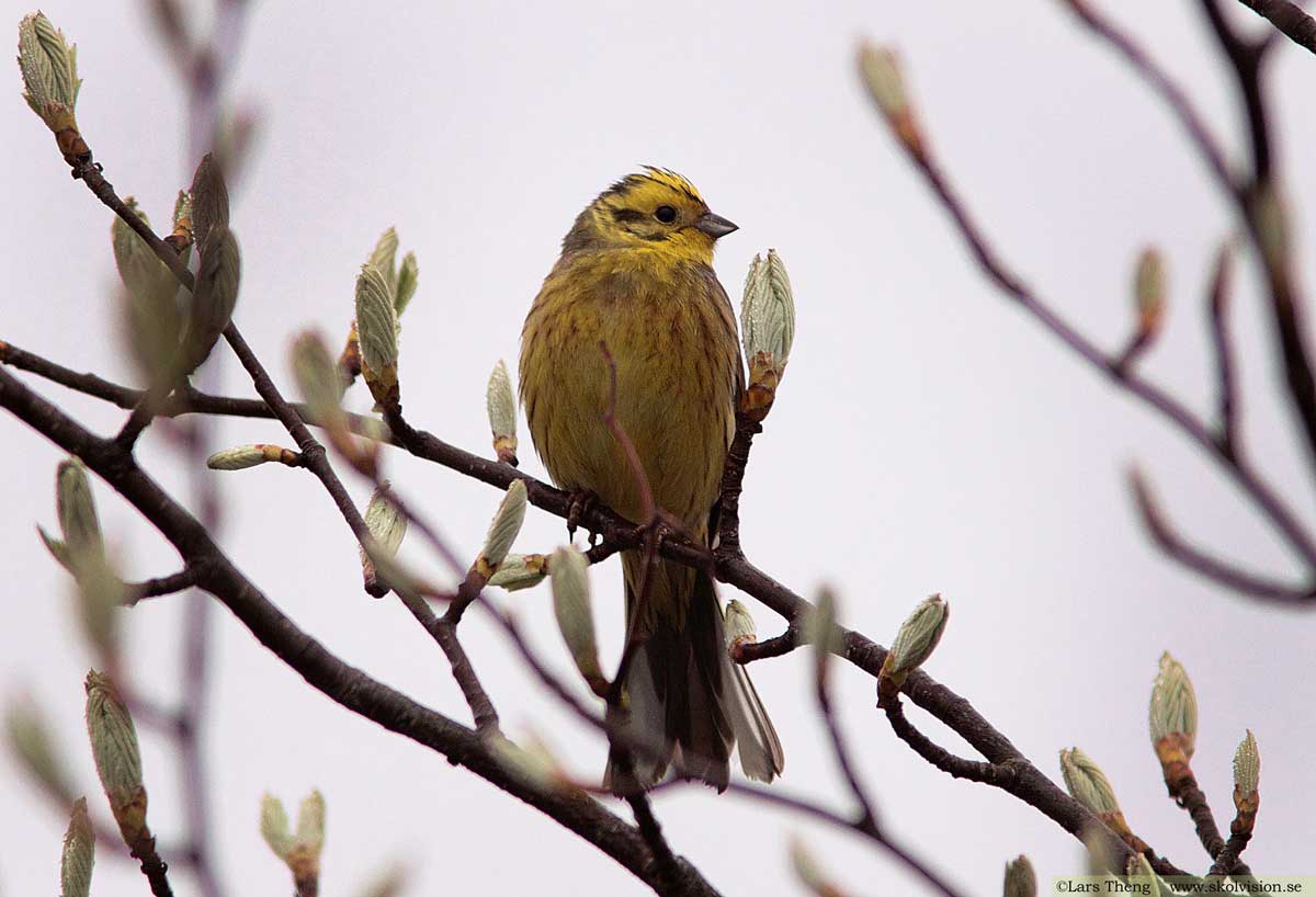 Gulsparv, Emberiza citrinella